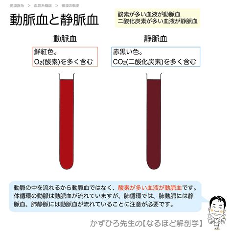 鮮紅色 暗赤色|動脈血は鮮紅色。静脈血は暗赤色。秘密はヘモグロビ。